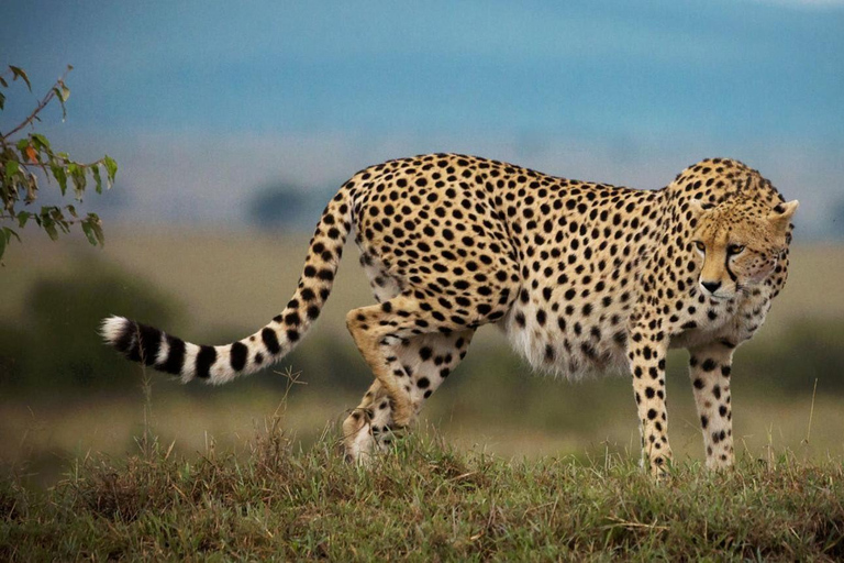 4 Days Queen Elizabeth Park Safari & Ruwenzori Mountain View