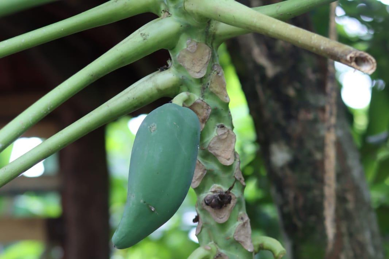 Puerto Plata: Blue Lagoon, Playa y Almuerzo Buffet