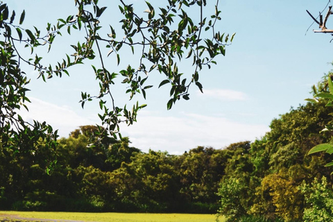 Half-Day Birdwatching in Buenos Aires