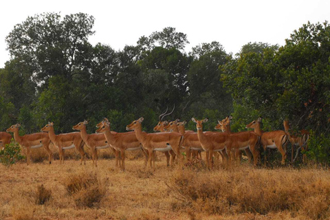 Visite d&#039;une demi-journée du parc national de Nairobi