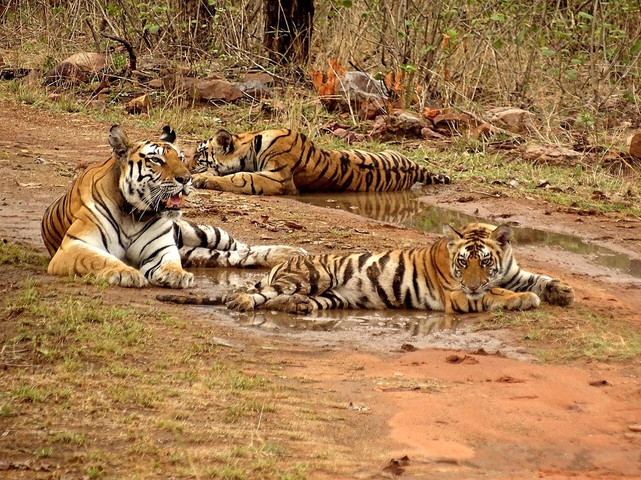 Ab Delhi: 4-tägige Kulturtour nach Khajuraho, Panna und Varanasi