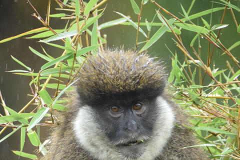Addis Ababa: 6-Day Bale Mountains Trekking Adventure