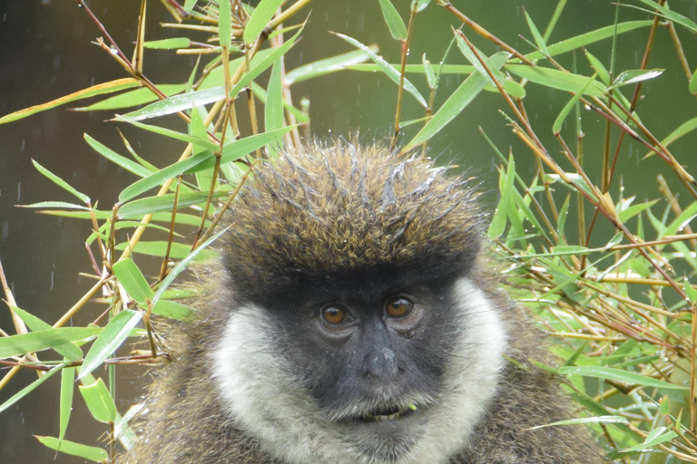 Addis Ababa: 6-Day Bale Mountains Trekking Adventure
