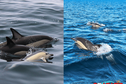 Lagos: Dolphin Watching and Benagil Caves Boat Tour