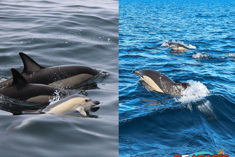 Lagos: Dolphin Watching and Benagil Caves Boat Tour