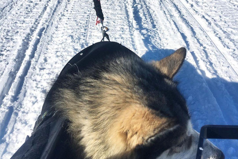 Levi: 5 Km Husky Sledding Ride in Levi