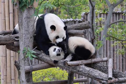 Panda House, Summer Palace, Old Hutongs & Temple of Heaven All-inclusive tour