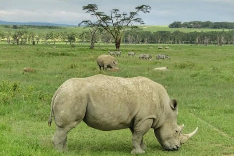 Lake Nakuru National Park Day Trip from Nairobi