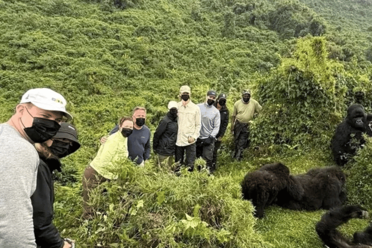 From Kigali: 1-Day Gorilla Trekking Volcanoes National Park From Kigali: 1-Day Gorilla Trekking in Uganda