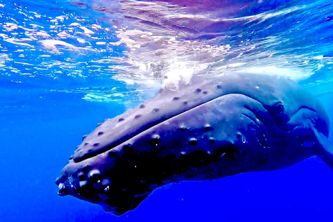 Winona Whale Watching Cruise - Maalaea Harbor