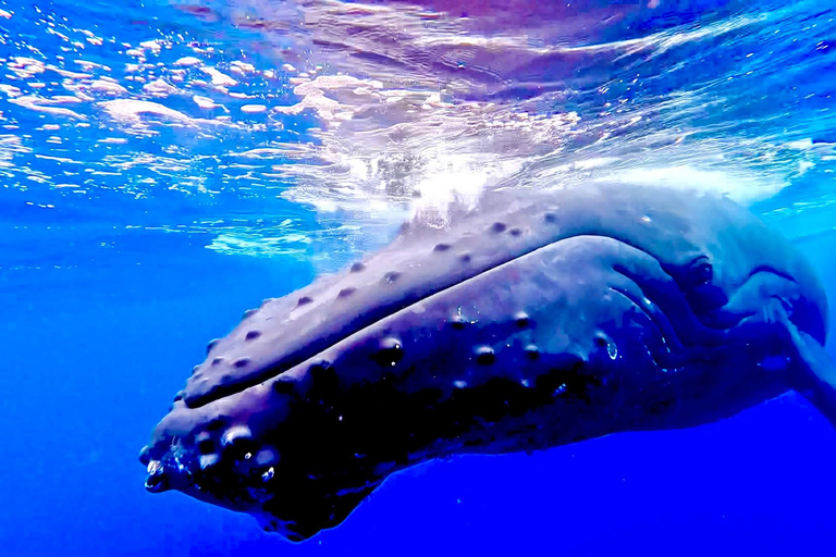 Winona Whale Watching Cruise - Maalaea Harbor