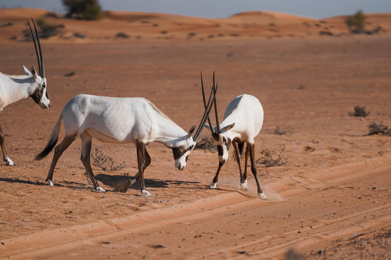 Dubai: duinsafari bij zonsondergang met avondetenAvondwoestijnsafari met frisdrank - gedeeld met een groep