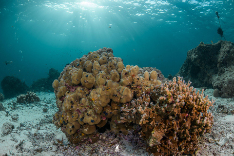 Von Khao Lak aus: Tauchausflug zu den Similan Inseln