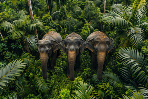 Safari no Habarana Eco Park com jipe e taxa de entrada