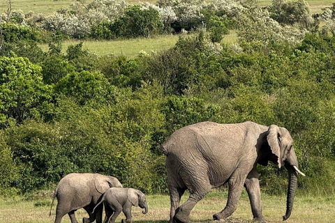 Nairobi: 3-Day epic trip to Maasai Mara Reserve with meals 3 days, 2 nights private safari to Mara in a tourist VAN