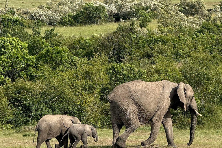 Nairobi: 3-Day epic trip to Maasai Mara Reserve with meals 3 days, 2 nights private safari to Mara in a tourist VAN