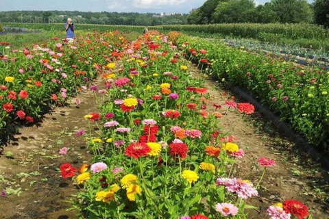 麦德林：圣埃伦娜花卉农场之旅圣埃伦娜花卉农场游览含茶点