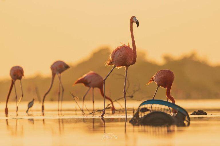 Las Coloradas et Ría Lagartos