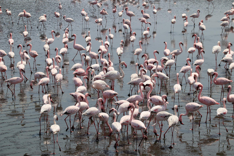 Walvis Bay: Comprehensive Sandwich Harbour 4x4 Tour