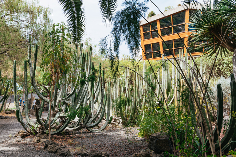 Icod de los Vinos: entrada al árbol del dragón y al jardín botánico