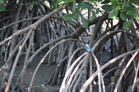 Bagek Kembar: Mangrove & Stingless Beekeeping Experience