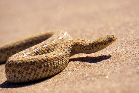 Walvis Bay: Obserwacja ptaków i wycieczka fotograficzna