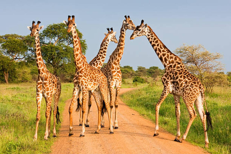 Arusha: 4-Day Big 5 Safari