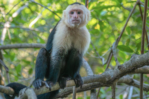 Monkey’s Creek: An Extreme Tropical Forest Hiking Adventure