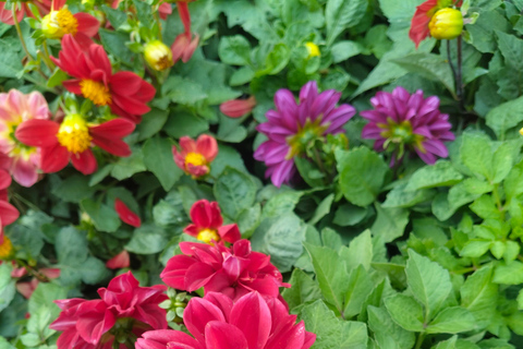 Bengaluru: Rundvandring i Cubbon Park