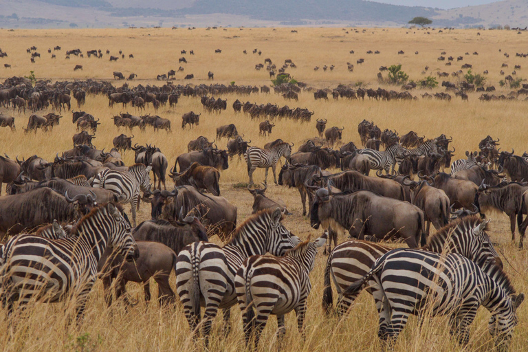 Safari de 5 dias em Tarangire, Serengeti e na cratera de Ngorongoro