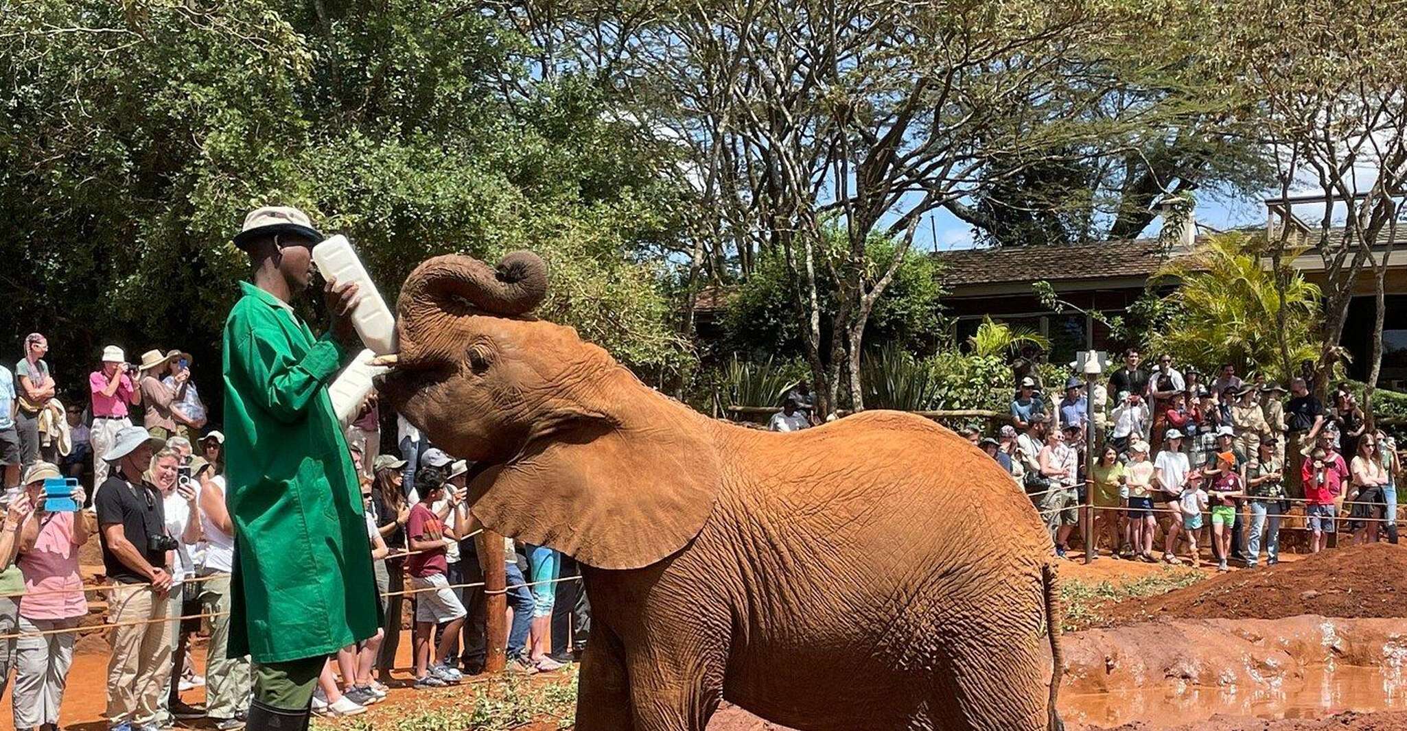 大象孤儿院和Giraffe中心 