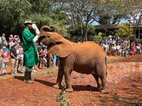 Elephant Orphanage and Giraffe Center Tour con opzioni - Hizvo