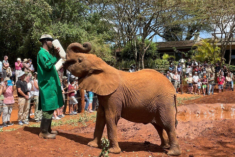 Nairobi : visite de l'orphelinat des éléphants et du centre des girafesVisite de l'orphelinat des éléphants, du centre des girafes et des bomas du Kenya