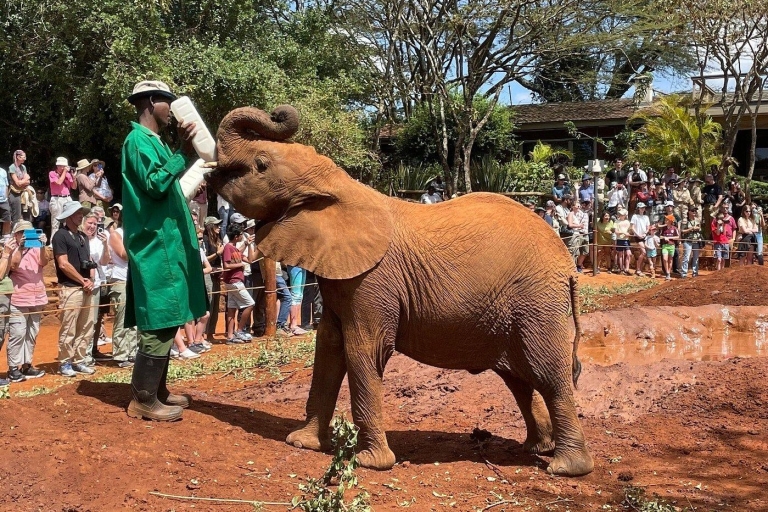 Nairobi: Wycieczka do sierocińca słoni i centrum żyrafSierociniec dla słoni i centrum żyraf z opłatami za wstęp
