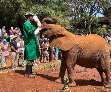 Omvisning i elefantbarnehjem og giraffsenter med alternativer