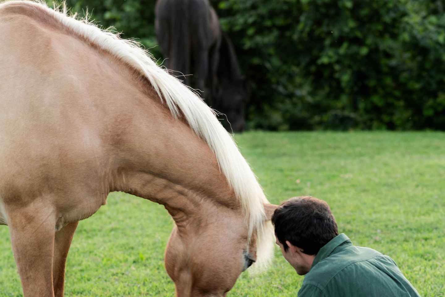 Experiential activity with horses: an experience in connection