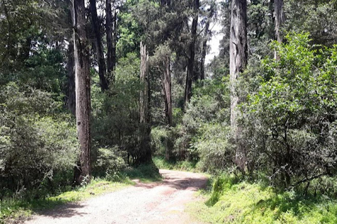 Von Addis Abeba: 2-tägiger Wanderausflug nach Suba MenageshaAus Addis Abeba: 2-tägiger Wanderausflug nach Suba Menagesha