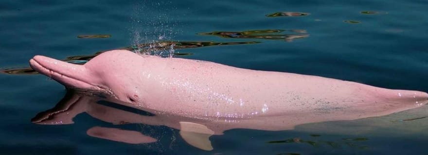 Au départ d'Iquitos : 3 jours dans la réserve naturelle Pacaya Samiria en Amazonie