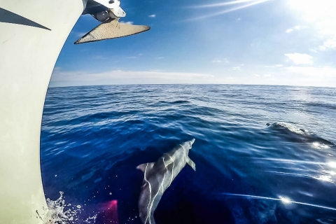 Fuerteventura : voile avec plongée en apnée et observation des dauphins