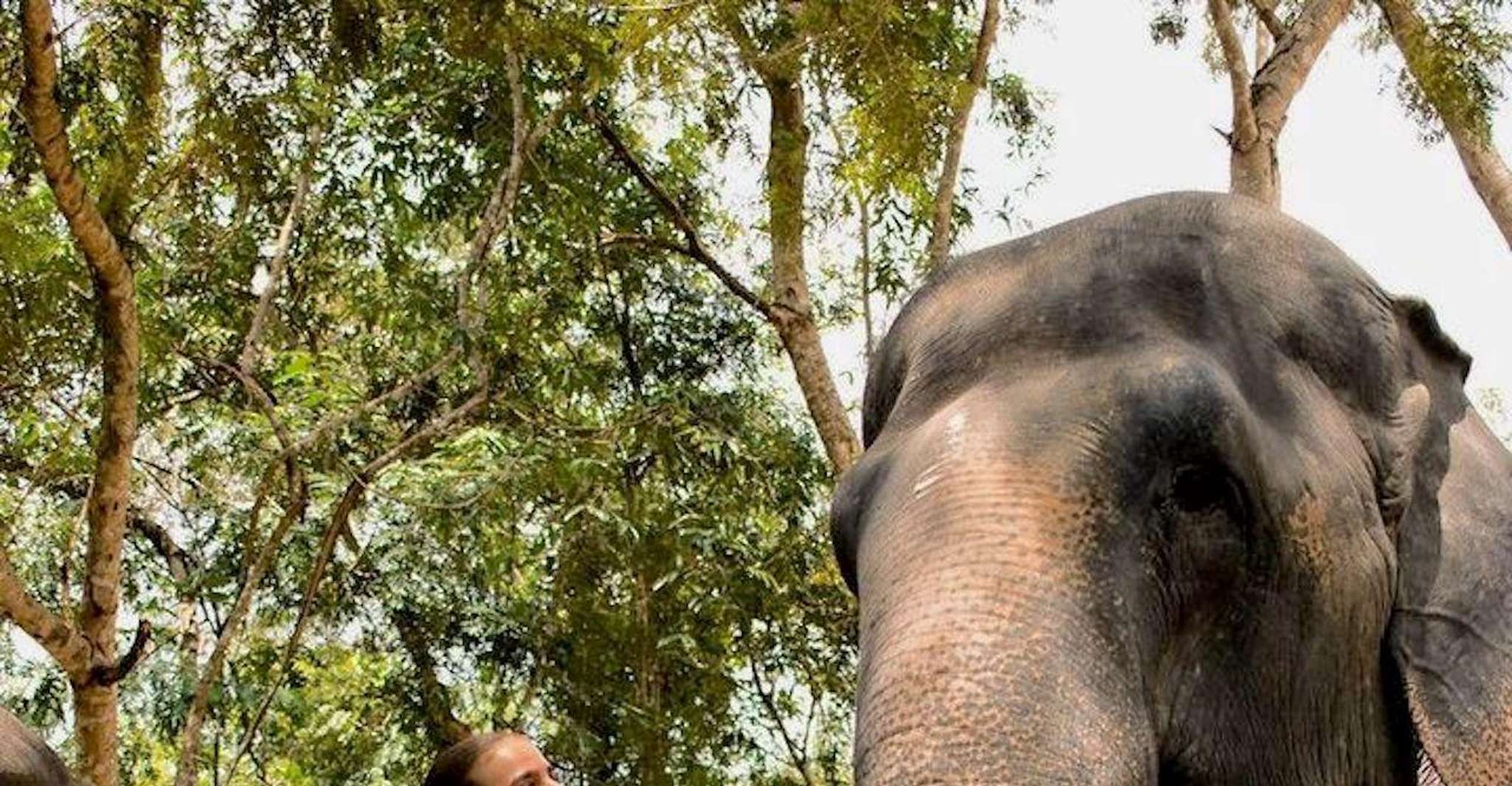 Siem Reap, Small Group Tour of Kulen Elephant Forest - Housity