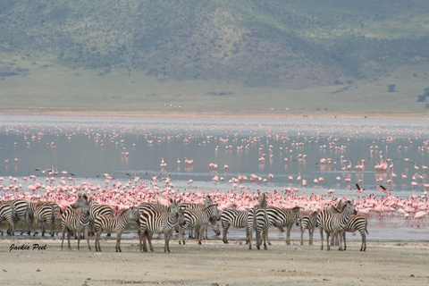 Arusha: Private 3-Day Serengeti Migration Trip