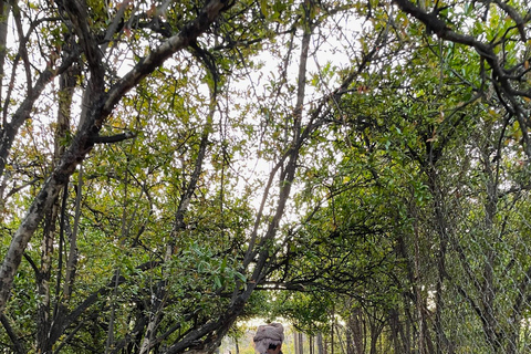 From Muscat: Rose tour in Jebel Akhdar with lunch