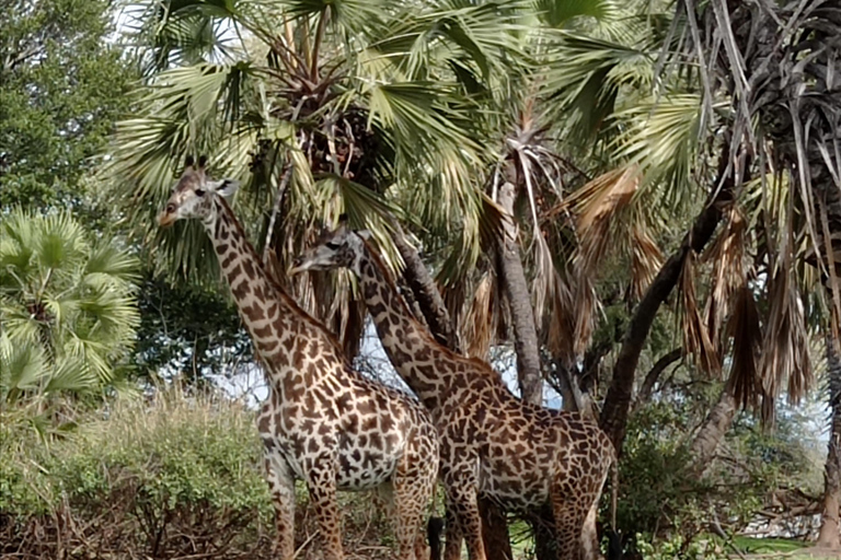 3-dagars Mikumi Park och flyg tillbaka till Zanzibar2-dagars Mikumi oförglömlig safari