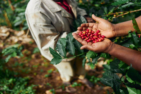 Coffee Farm Tour (Fairview)