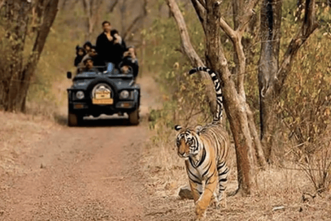 Same Day Sariska National Park Tour with Tiger Safari Same Day Sariska National Park Tour with Two Tiger Safari