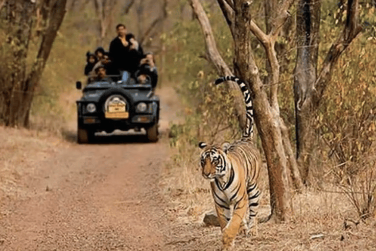 Same Day Sariska National Park Tour with Tiger Safari Same Day Sariska National Park Tour with Two Tiger Safari