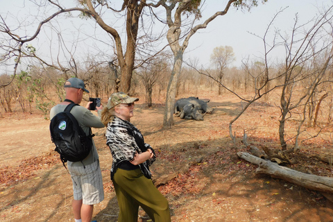 Livingstone: Game drive en witte neushoornsafari korte wandeling