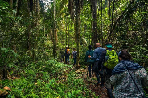 Caminhada noturna na selva amazônica