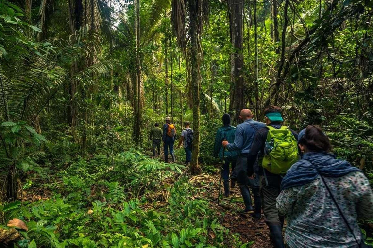 Caminhada noturna na selva amazônica