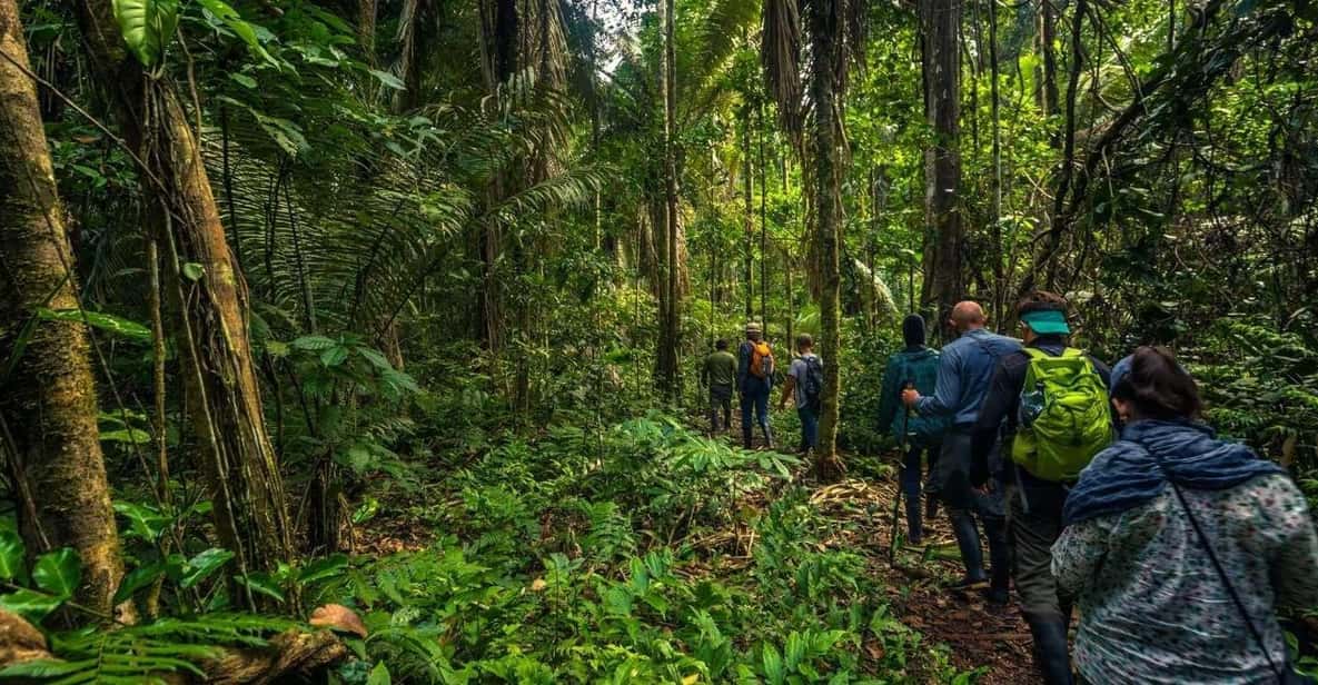 Amazon Jungle Night Hike | GetYourGuide
